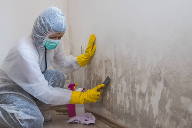 Why You Should Choose Our Mold Remediation Services in Queens Gate, PA